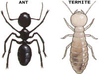Fig 5. Comparison size of regular ant to termite.